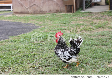 矮腳 矮腳 7674574