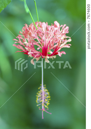 Fulinbrasso. 7674600