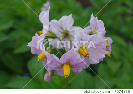 馬鈴薯花 7674886