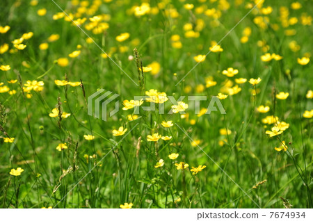 黃色的小花 黃色的小花 7674934
