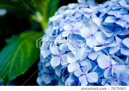 hydrangea hydrangea 7675063