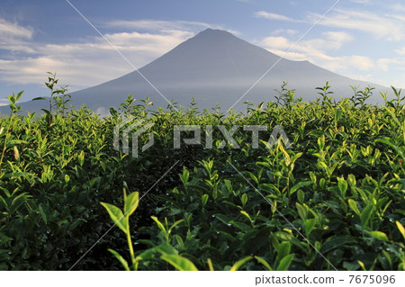 茶園和富士山 7675096