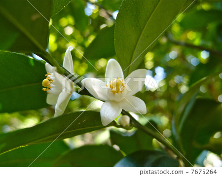 純粹的先生的花 7675264