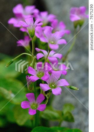 Murasaki Kabaki 7675290