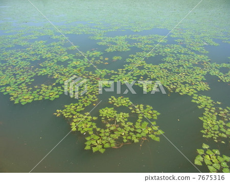 一隻蜜蜂 一隻蜜蜂 7675316