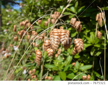 Withered moth 7675321