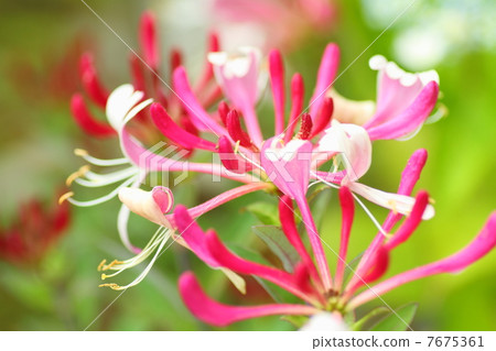 Honeysuckle Flower 7675361