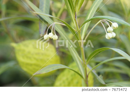 Fusenia towata 7675472