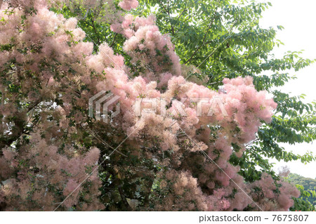 煙樹 煙樹 7675807