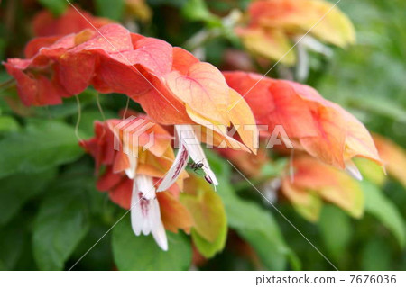 燦爛的橈足類（小蝦）：Veloperone 7676036