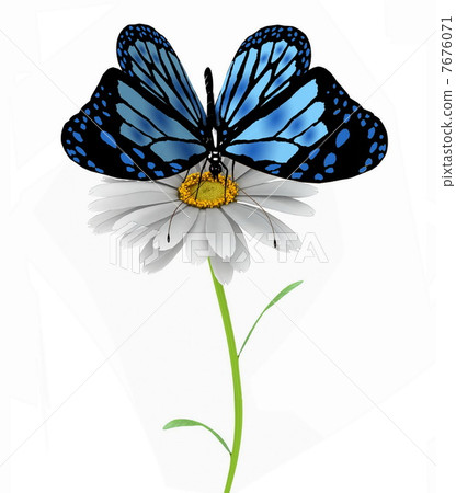 butterfly and daisy  7676071