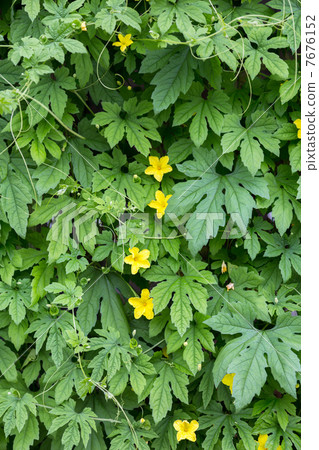 Bitter gourd green curtain Bitter gourd green curtain 7676152