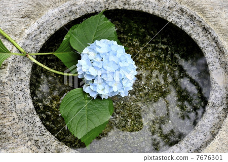 Hydrangea floating in water - Stock Photo [7676301] - PIXTA