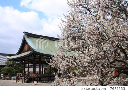 Ume李子在京都Umehimiya Taisha神社 7676333