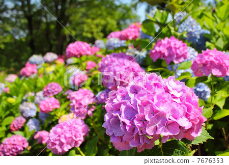 Wakamatsu繡球節 7676353