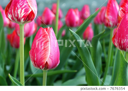Beautiful spring tulips flowers. Beautiful spring tulips flowers. 7676354