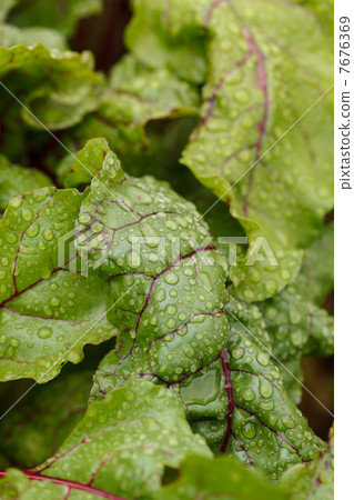 Mangold in the garden 7676369