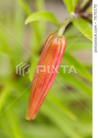 Lily in the garden 7676370
