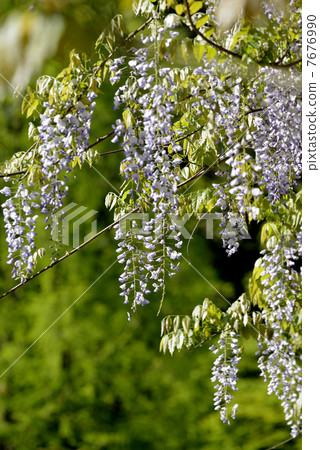 野田富士 7676990