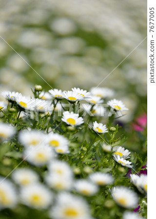 克里斯安化學 7677005