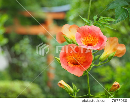 Flower of a novice kazura 7677088