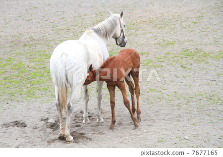 一匹喝母親的丈夫的馬 7677165