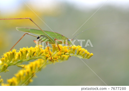 Asegrot Rumous 7677280