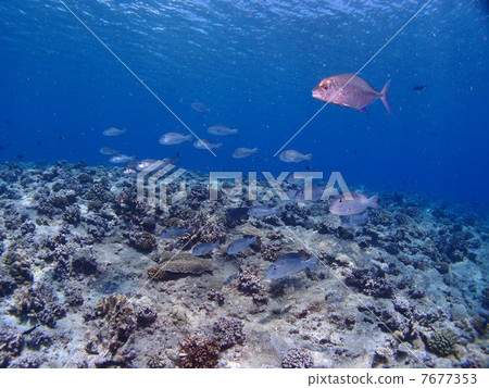 A group of charming fish fish A group of charming fish fish 7677353