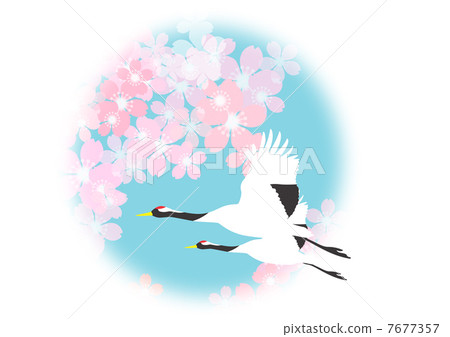 Cranes and cherry blossoms Cranes and cherry blossoms 7677357
