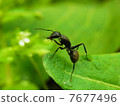 An ant 7677496