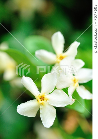 Tea Cazra Flower Tea Cazra Flower 7677605