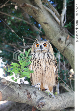 Standing in the forest Earthworms Owl Owl Birds of Prey Bengal Washimi Misuku chicks 7677653