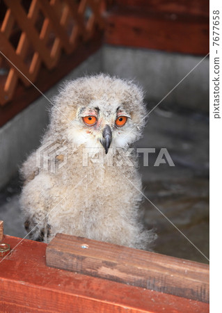 Earthworm Owl Owl Raptors Siberian Eagle Owls Chicks Siberius Earthworm Owl Owl Raptors Siberian Eagle Owls Chicks Siberius 7677658