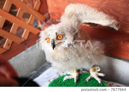 Earthworm Owl Owl Raptors Siberian Eagle Owls Chicks Siberius 7677664