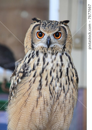 蚯蚓貓頭鷹貓頭鷹猛禽孟加拉鷹眼睛的小雞 7677667