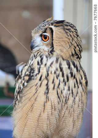 蚯蚓貓頭鷹貓頭鷹猛禽孟加拉鷹眼睛的小雞 蚯蚓貓頭鷹貓頭鷹猛禽孟加拉鷹眼睛的小雞 7677668