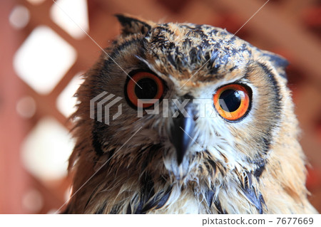 蚯蚓貓頭鷹貓頭鷹猛禽孟加拉鷹眼睛的小雞 7677669