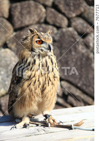 蚯蚓貓頭鷹貓頭鷹猛禽孟加拉鷹眼睛的小雞 7677713