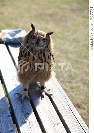 Earthworm Owl Owl Birds of Prey Bengal Eagle Eyedropped Chicks 7677714