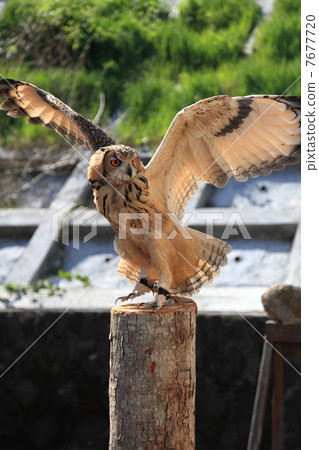 Earthworm Owl Owl Birds of Prey Bengal Eagle Eyedropped Chicks 7677720