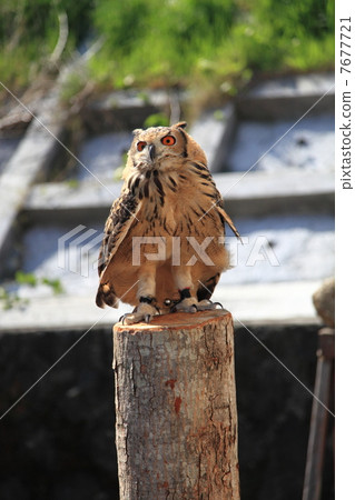 Earthworm Owl Owl Birds of Prey Bengal Eagle Eyedropped Chicks 7677721