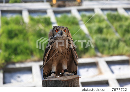 Earthworm Owl Owl Birds of Prey Bengal Eagle Eyedropped Chicks 7677722