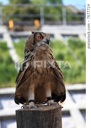 Earthworm Owl Owl Birds of Prey Bengal Eagle Eyedropped Chicks Earthworm Owl Owl Birds of Prey Bengal Eagle Eyedropped Chicks 7677724