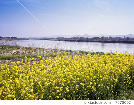 Rape flowers and Abukumagawa River 7678002