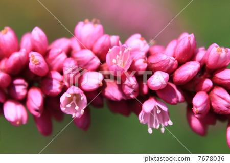 Flower of the turtle Flower of the turtle 7678036