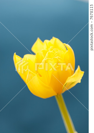 nice tulip 7678115
