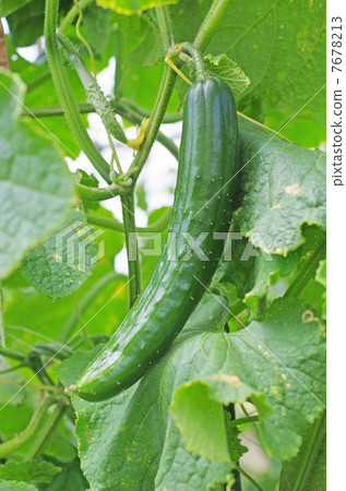 黃瓜 黃瓜 7678213