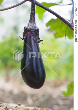 茄子 茄子 7678215