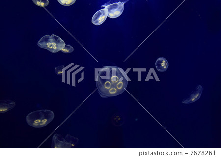 水海洋月亮 水海洋月亮 7678261