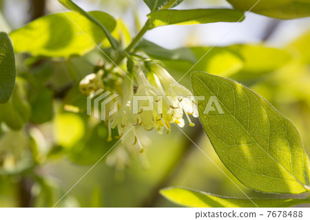 Flower of a Husk Cup Flower of a Husk Cup 7678488